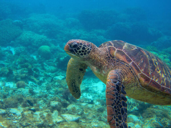NUSA LEMBONGAN – ODKRYJ TROPIKALNY RAJ