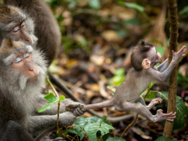 UBUD – STOLICA KULTURALNA BALI